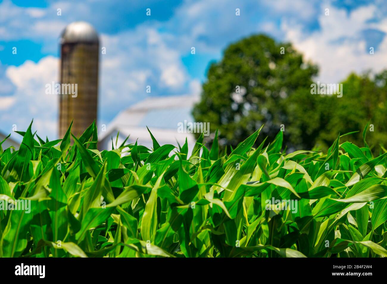Ronks, PA / USA - 27 giugno 2017: La coltivazione del mais in un campo agricolo della contea di Lancaster è a poche settimane dalla produzione di mais dolce. Foto Stock