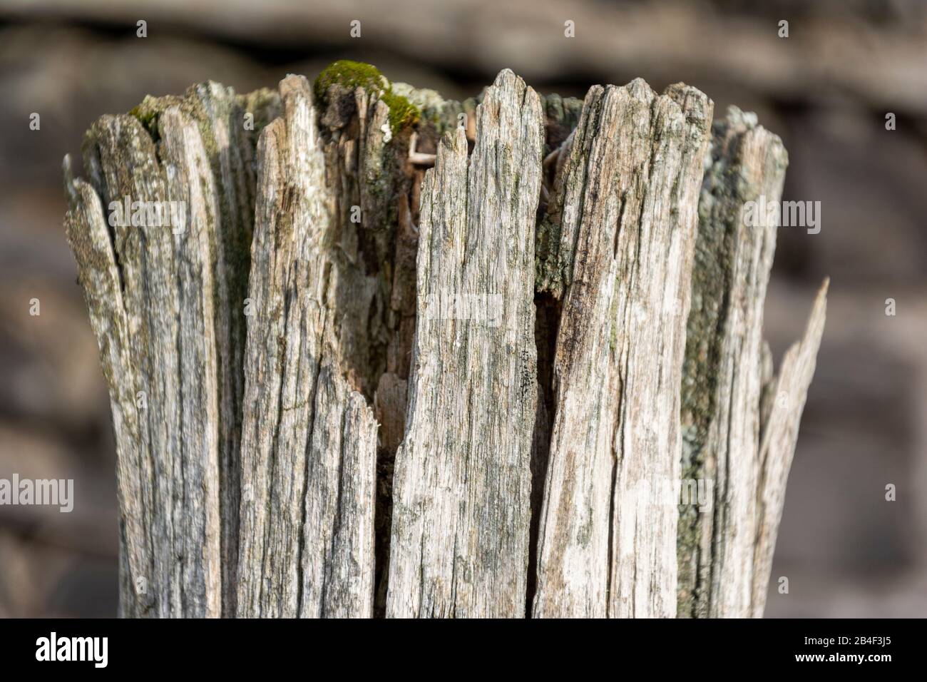 Palo di legno stagionato di una recinzione. Foto Stock