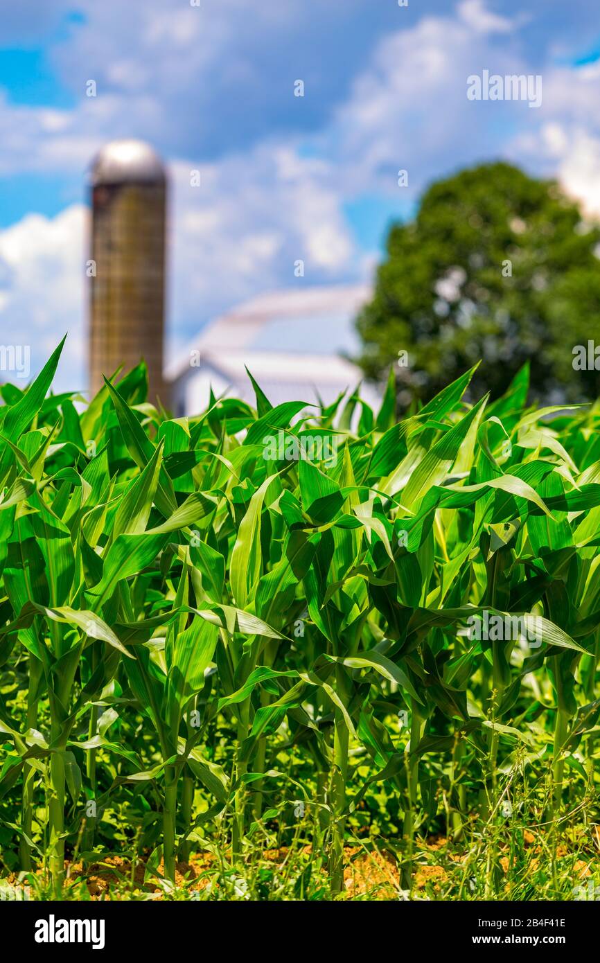 Ronks, PA / USA - 27 giugno 2017: La coltivazione del mais in un campo agricolo della contea di Lancaster è a poche settimane dalla produzione di mais dolce. Foto Stock