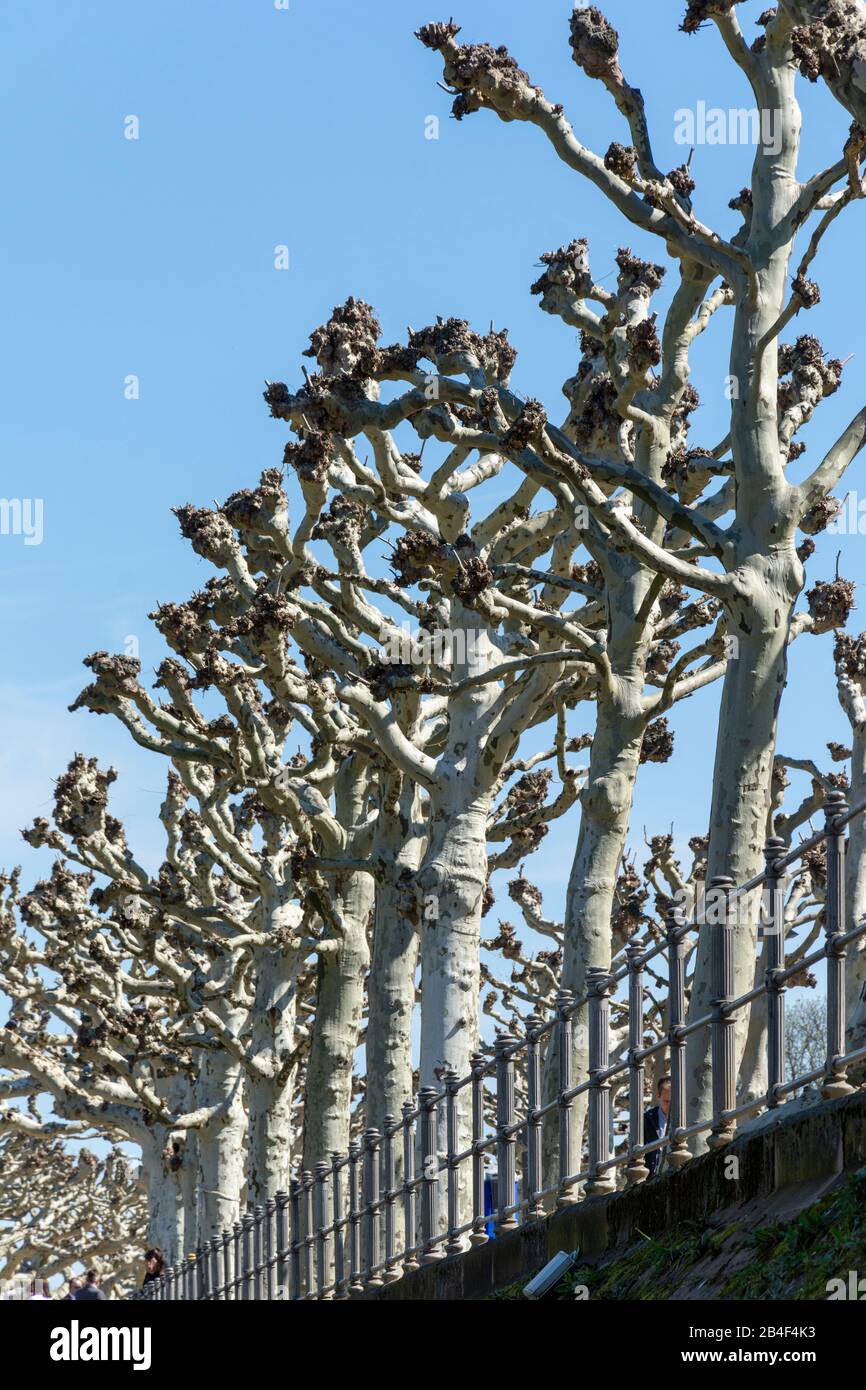 Germania, Assia, Francoforte, vicolo dell'albero dell'aereo a Schaumainkai. Foto Stock