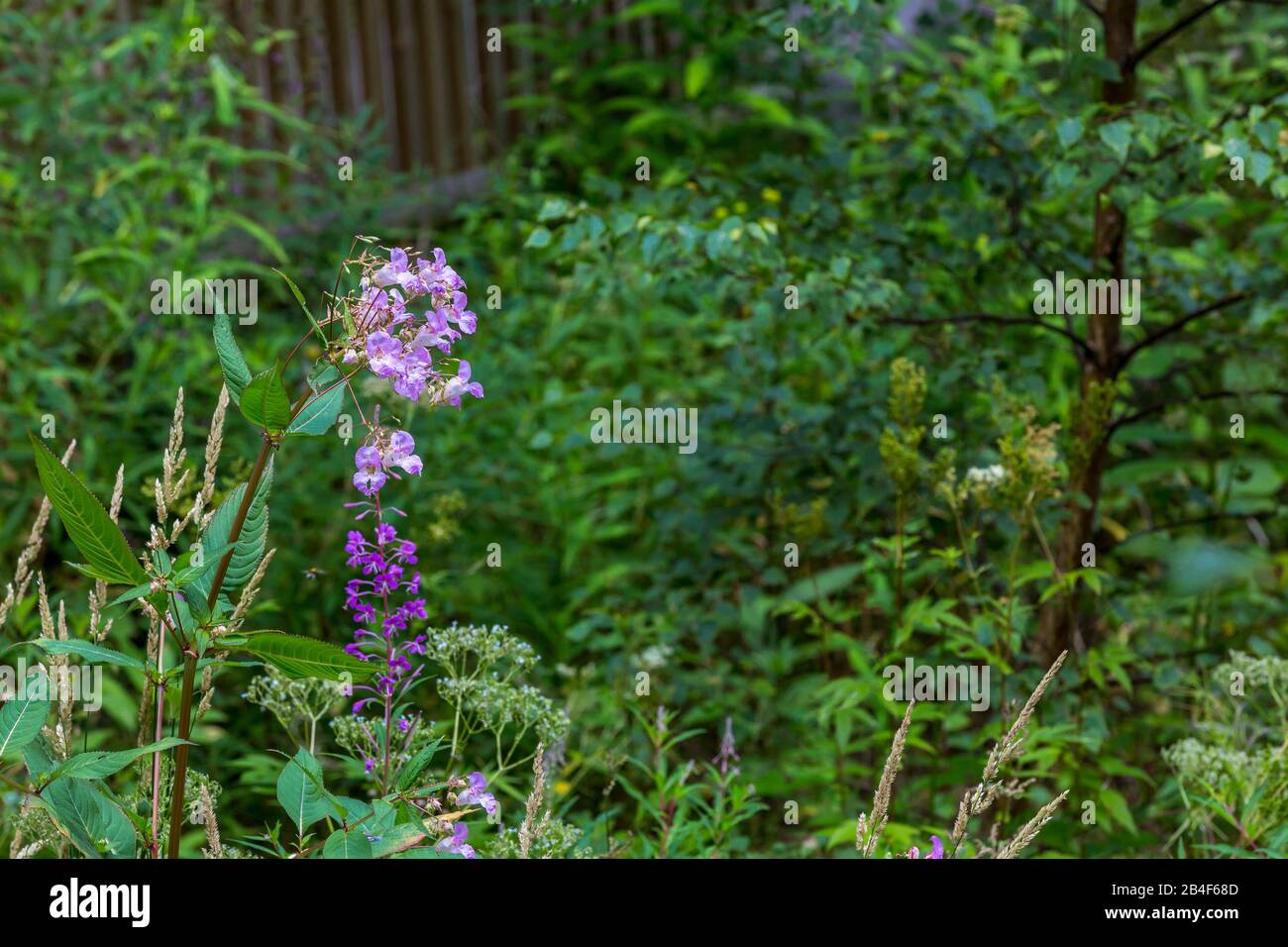 Indisches Springkraut, (Impatiens Glandulifera), Triberger Wasserfälle, 163 M, 7 Stufen, Triberg, Schwarzwald, Baden-Württemberg, Deutschland Foto Stock