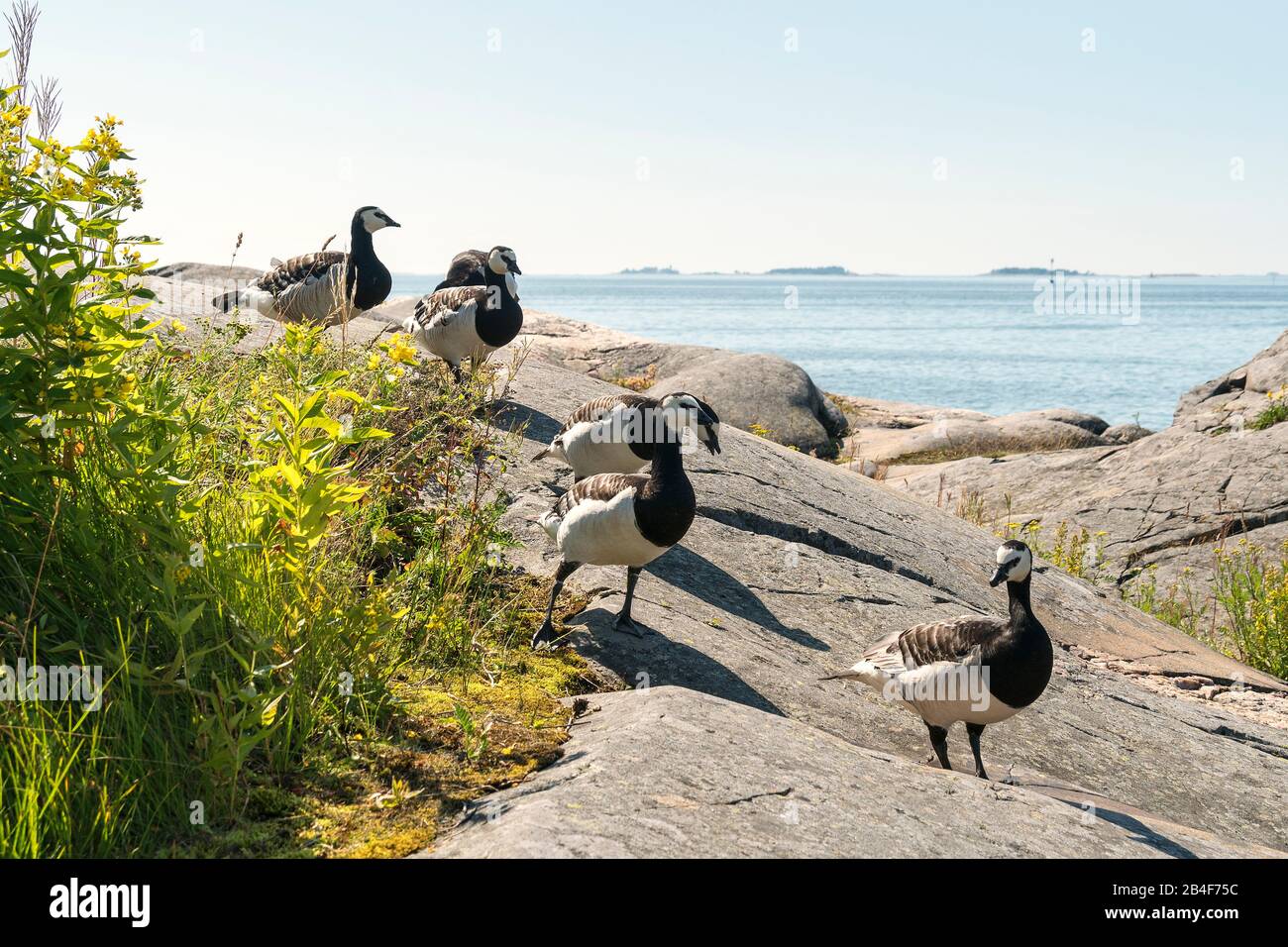 Helsinki, isola Suomenlinna, rocce di granito, arcipelago, oche canadesi Foto Stock