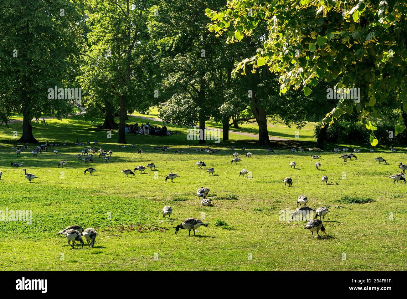 Helsinki, Parco Kivopuisto, Geese Canadese Foto Stock