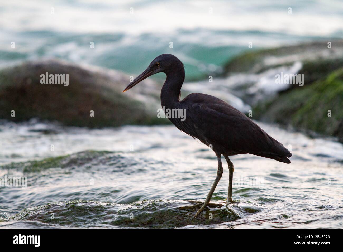 Eastern Reef Egret / Heron Foto Stock
