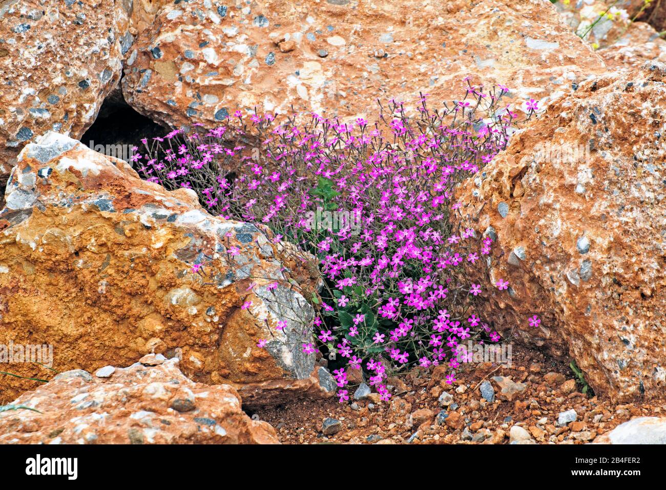 Fiore di montagna simile al chiodo di garofano, Arcadia, Grecia Foto Stock