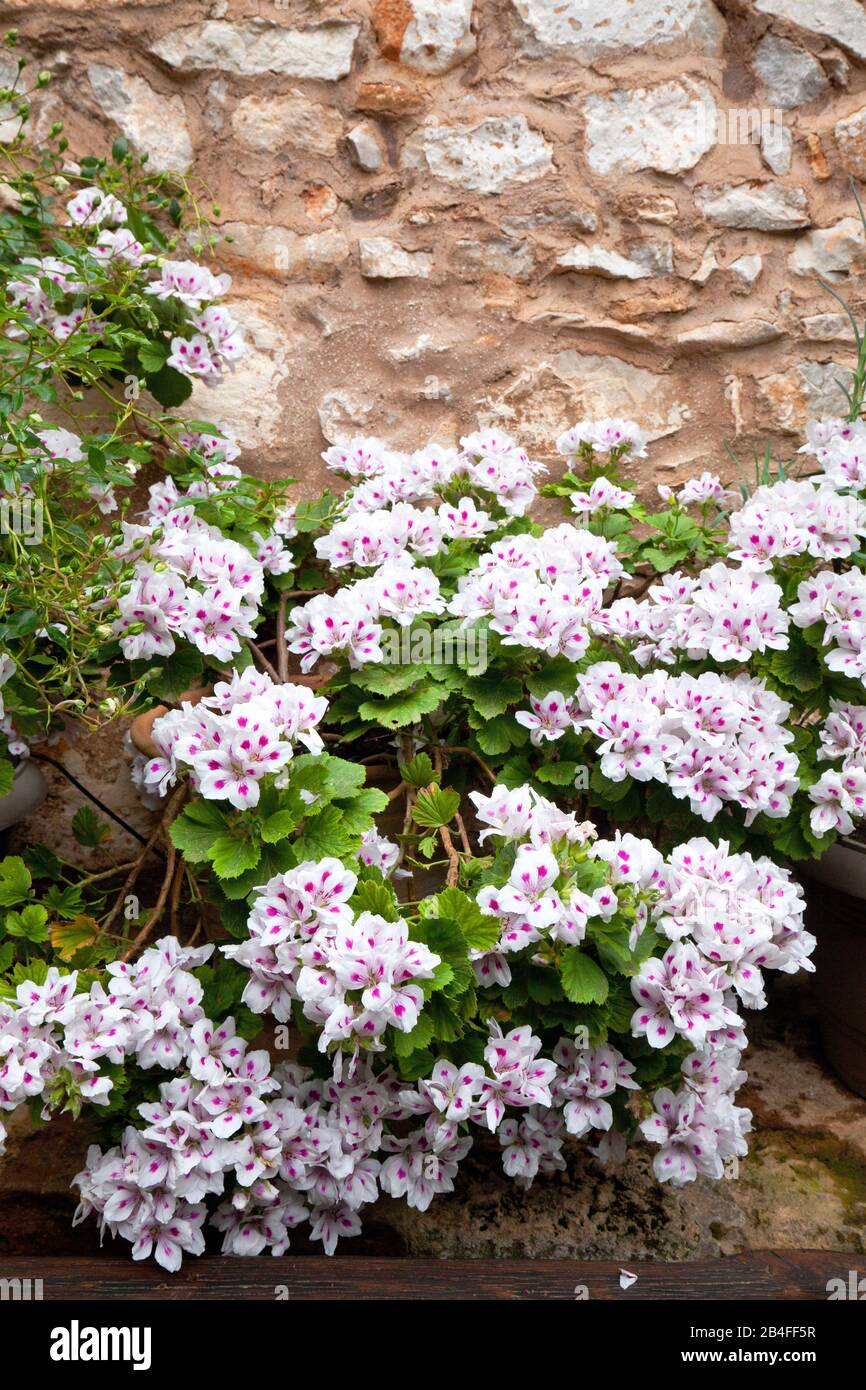 Sistemazione di fiori nel cortile del monastero di Agnúndos sul Peloponneso, Grecia Foto Stock