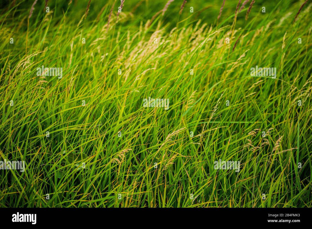 erba selvatica in estate Foto Stock