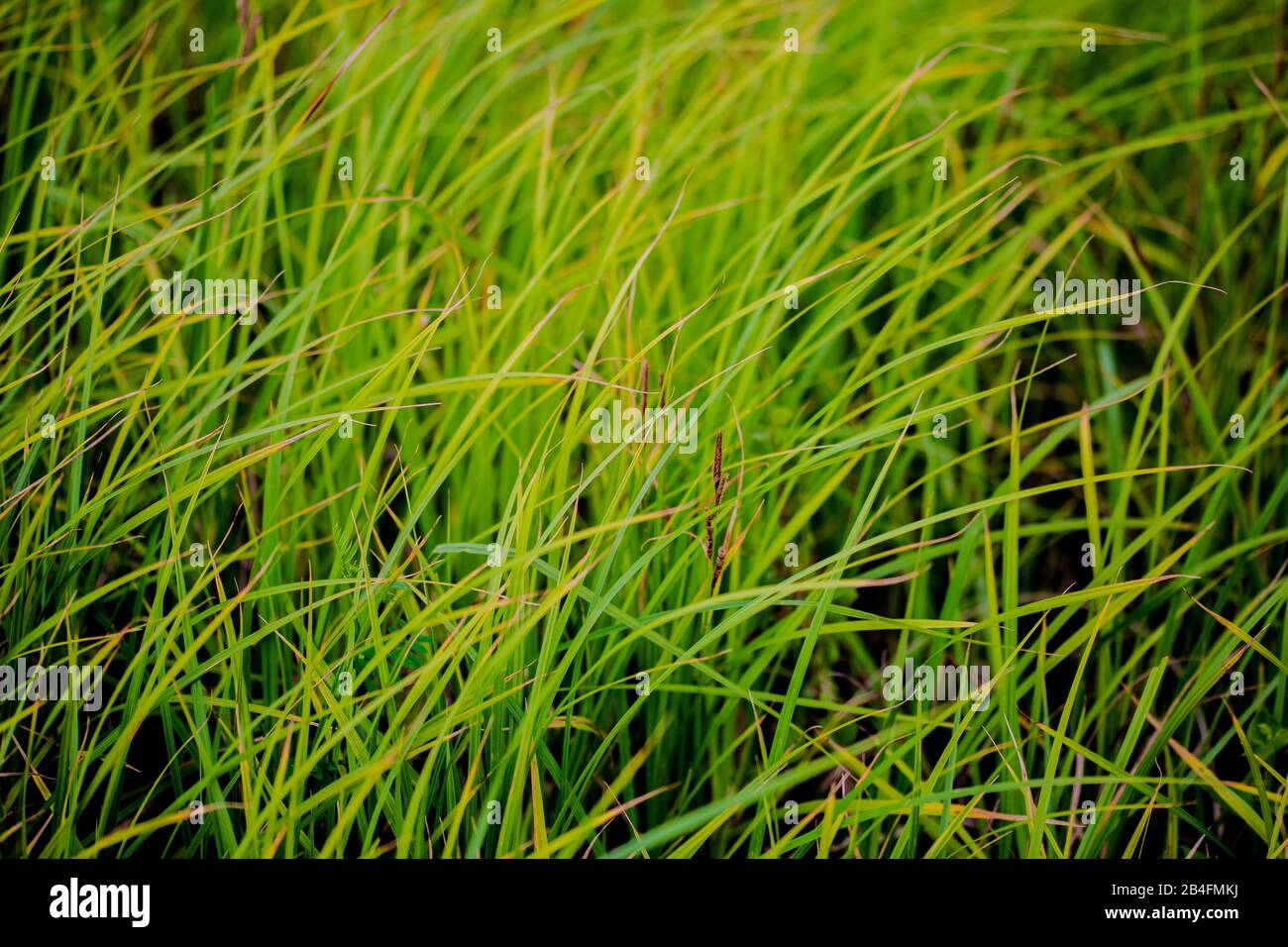 erba selvatica in estate Foto Stock