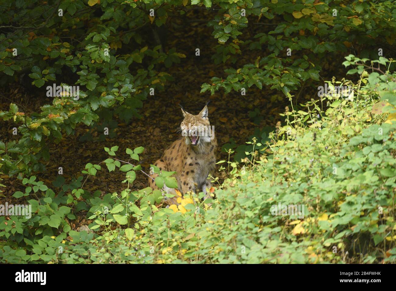 Eurasian Lynx, Lynx lynx, seduta, Foresta Bavarese, Baviera, Germania, Europa, Lynx lynx, lato Foto Stock
