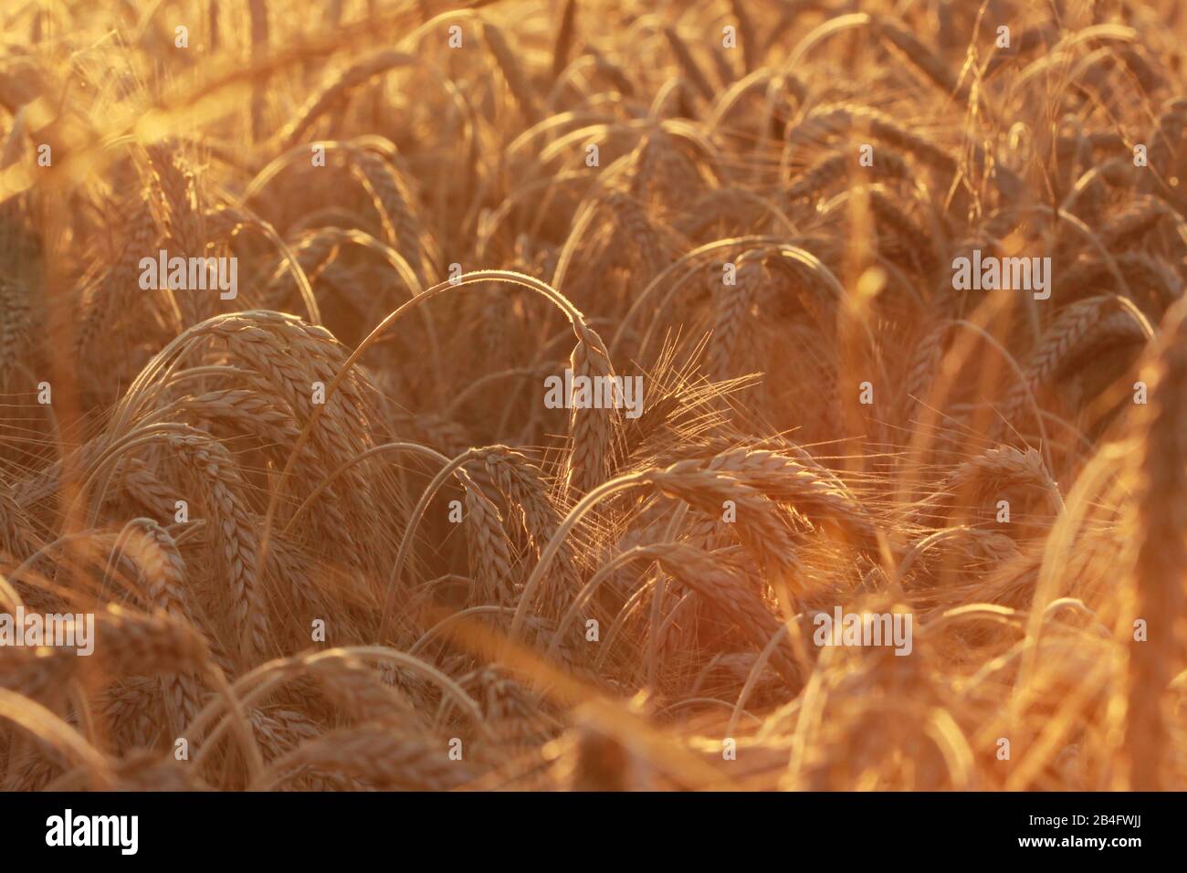 Campo di mais in luce calda e brillante durante la stagione di raccolta Foto Stock