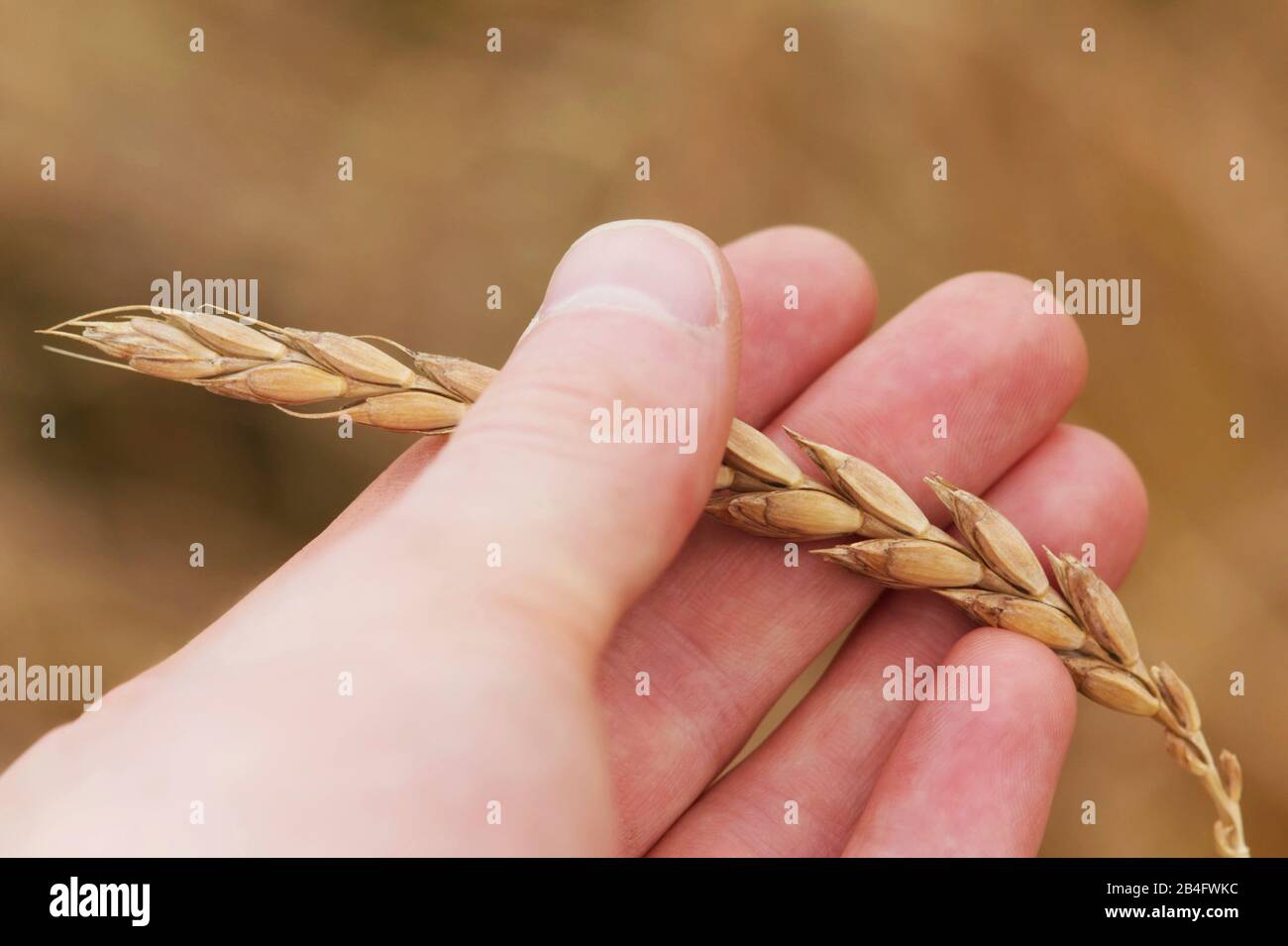 Campo secco di farro durante l'estate pronto per la raccolta Foto Stock