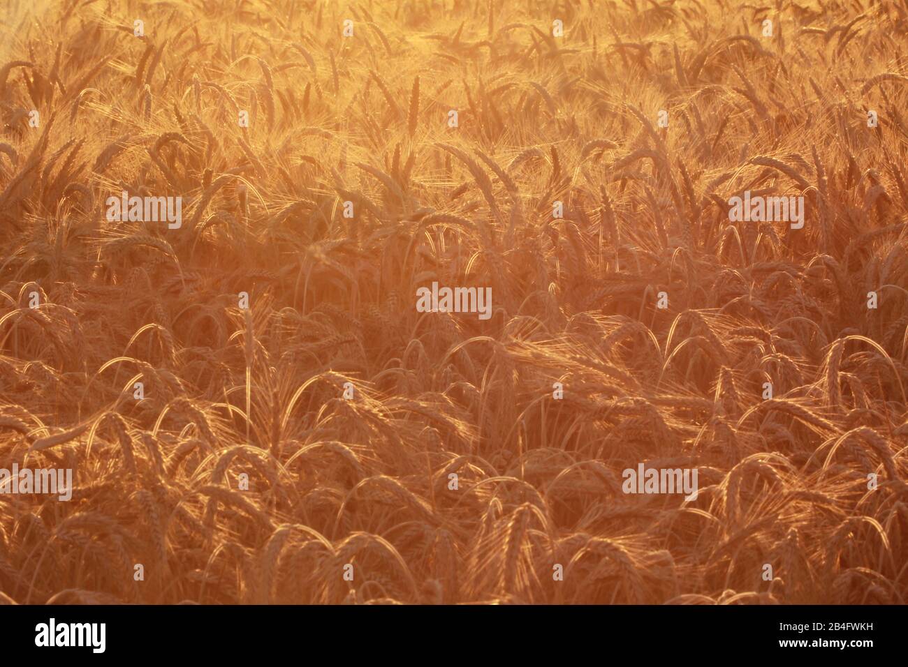 Campo di mais in luce calda e brillante durante la stagione di raccolta Foto Stock