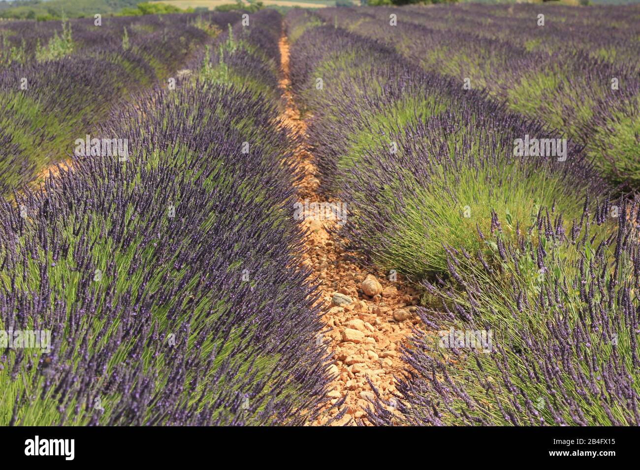 Belle file di cespugli di lavanda pronti per la raccolta Foto Stock