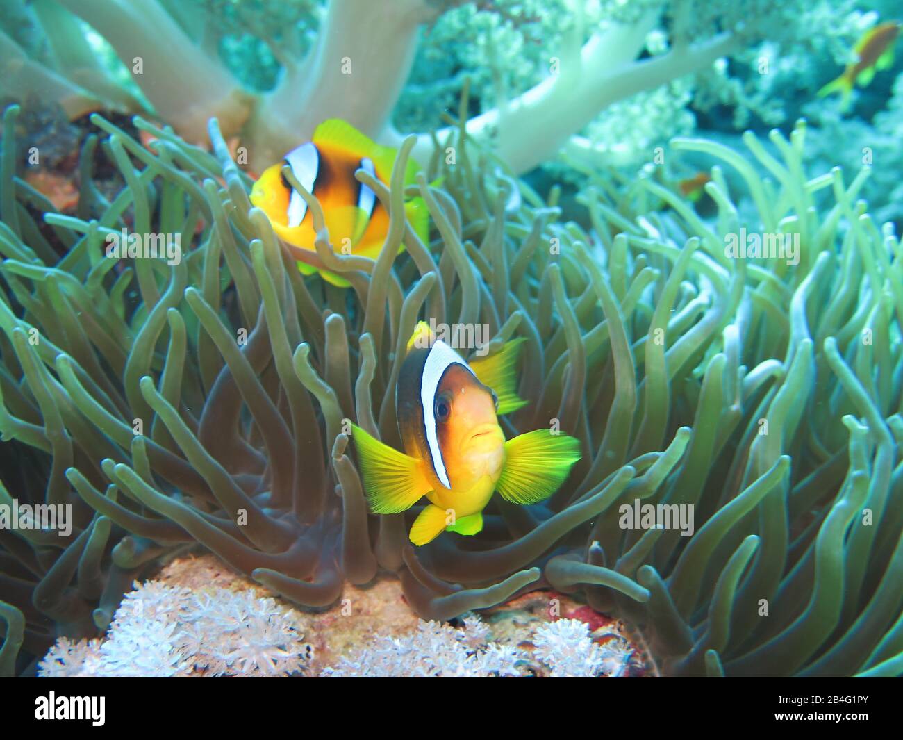 Rotmeer-Anemonenfische (Amphiprion Nigripes) Anemone, Isole Brother, Rotes Meer, Aegypten / Ägypten Foto Stock