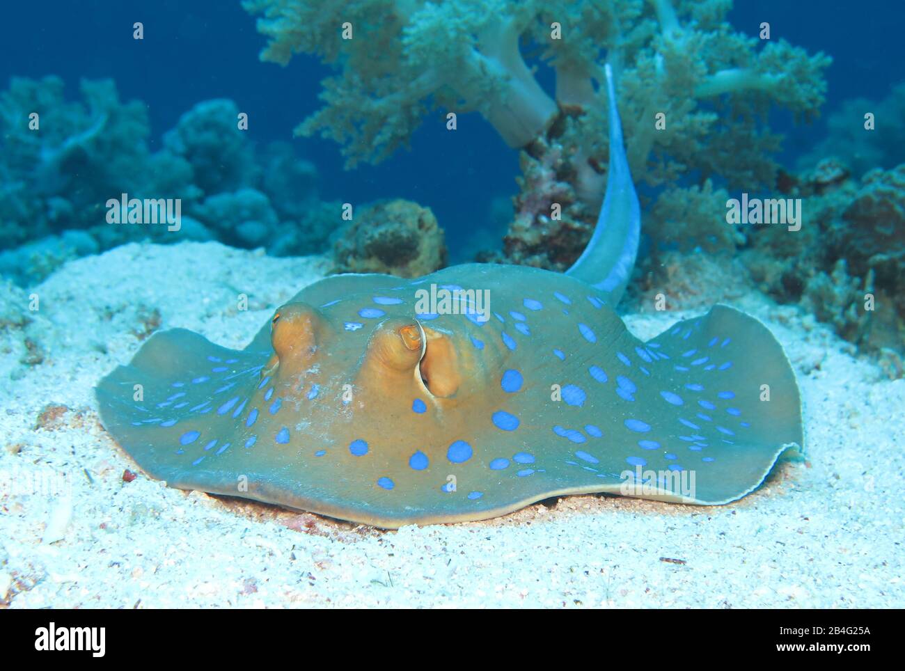 Blaupunkt-Stechrochen (Taeniura Linfma), Isole Brother, Rotes Meer, Aegypten / Ägypten Foto Stock