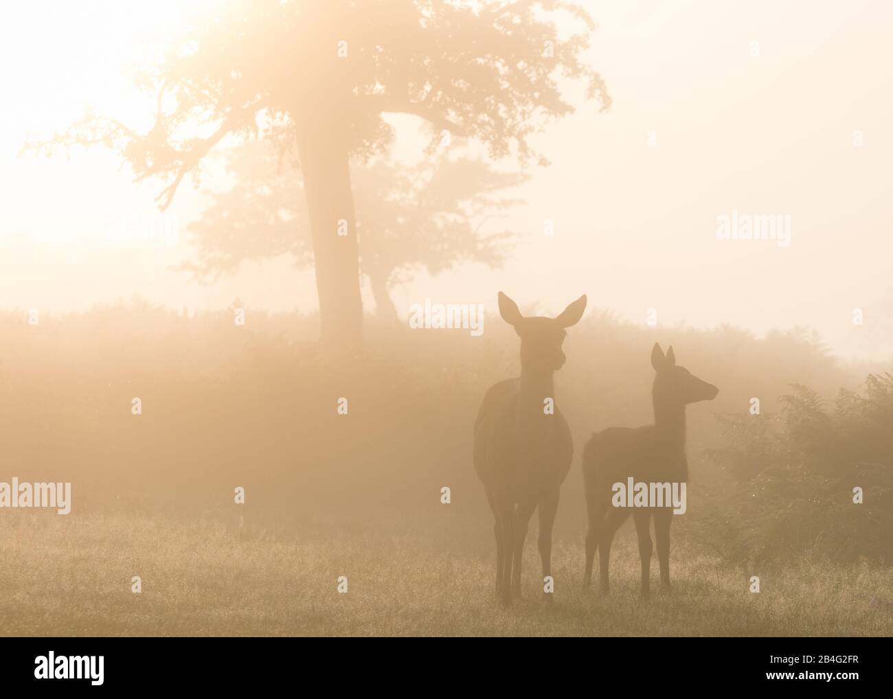 Una femmina di cervo rosso e di vitello stand nella prima mattina bagliore nebbioso di fine estate, a Bushy Park, West London Foto Stock
