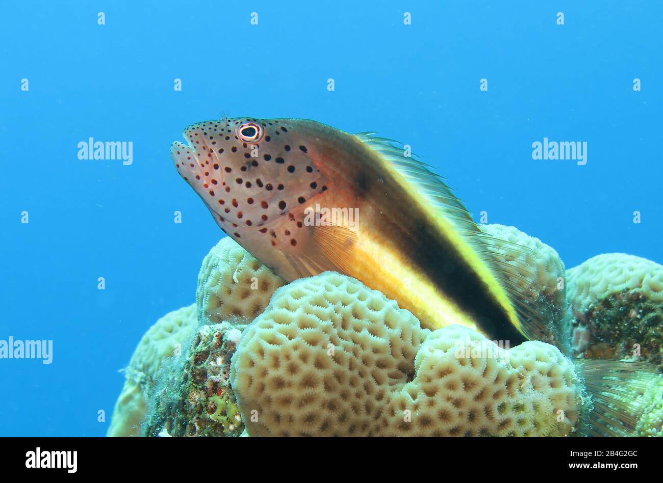 Gestreifter Korallenwaechter (Paracirrhites Forsteri), Isole Brother, Rotes Meer, Aegypten / Ägypten Foto Stock