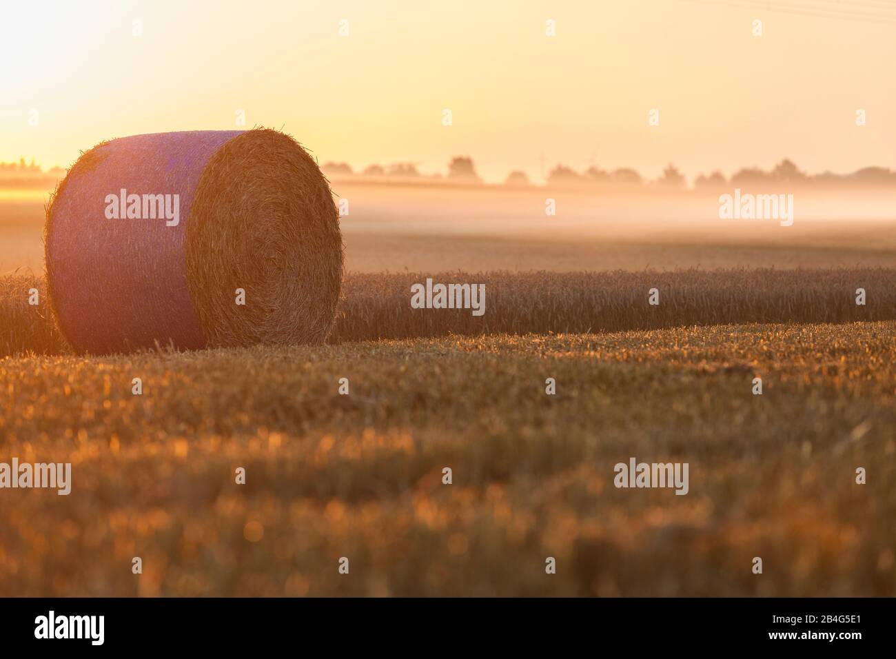 una balla di paglia rotonda sul campo raccolto in luce dorata del mattino Foto Stock
