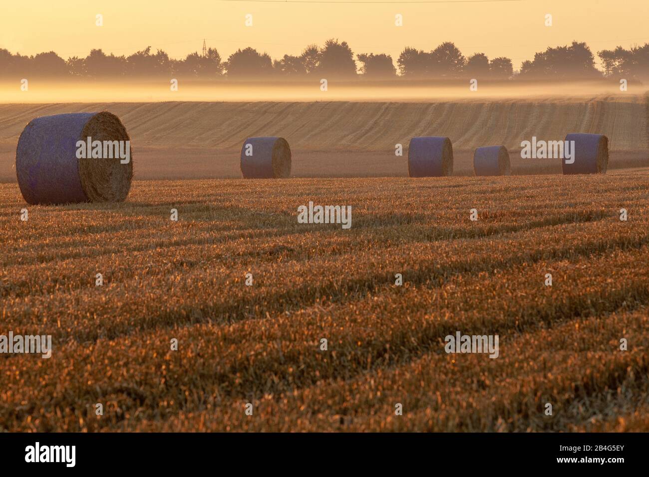 Balle di paglia rotonde su campo raccolto in luce dorata del mattino Foto Stock