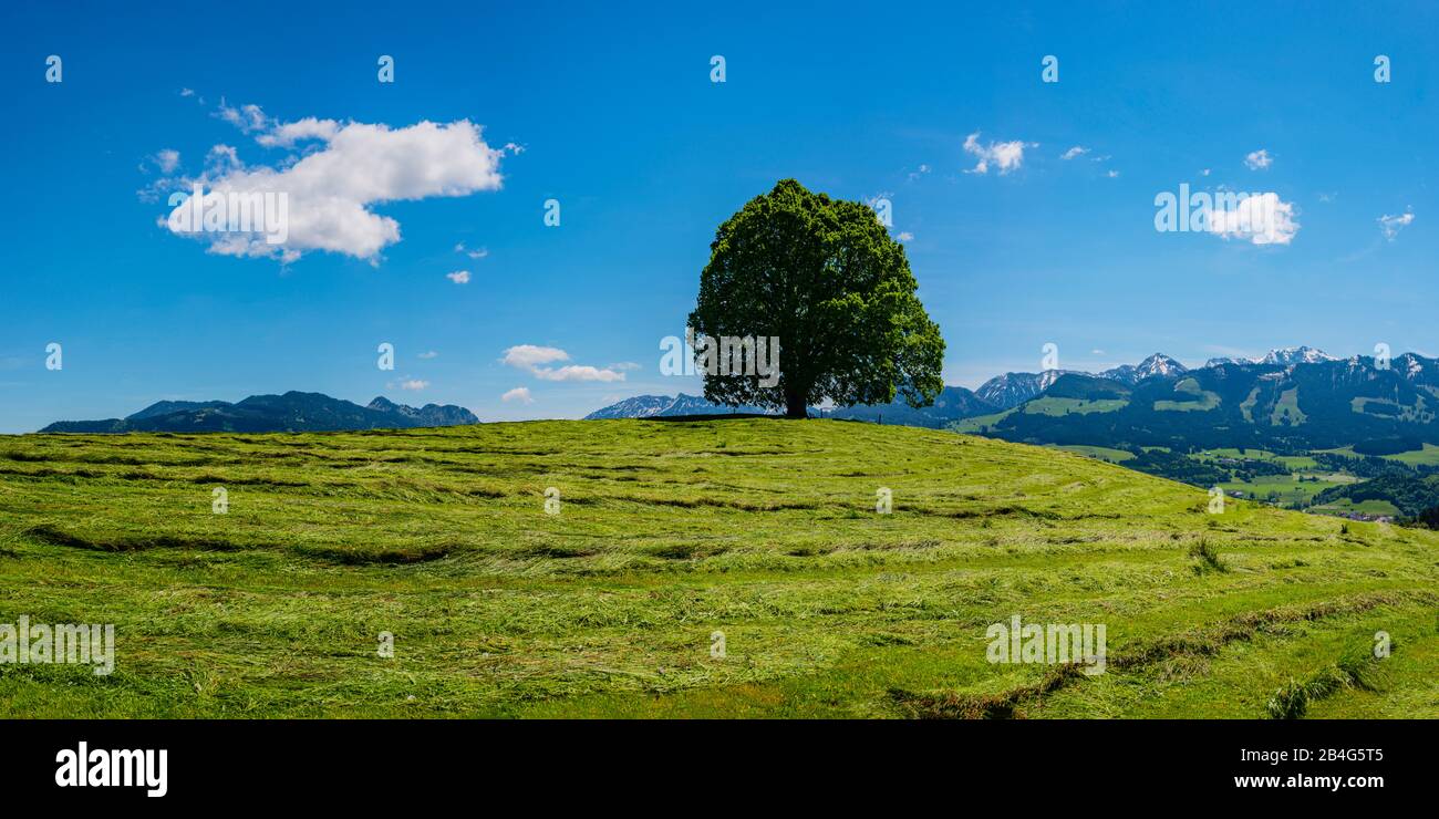 Pace Linden (Tilia) Sul Wittelsbacher Höhe, 881m, Illertal, Allgäu, Baviera, Germania, Europa Foto Stock
