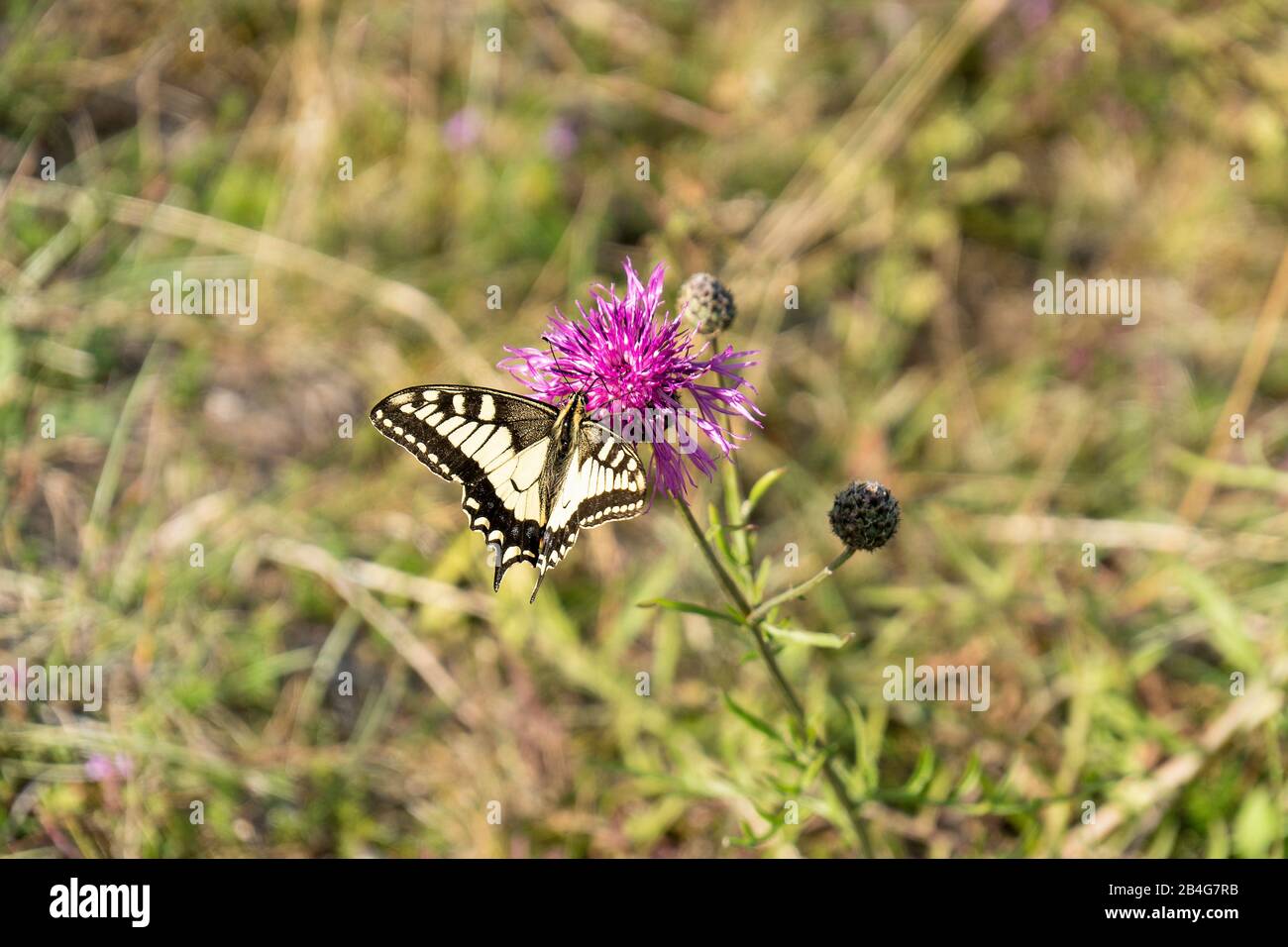 Estonia, isola del Mar Baltico Saaremaa, punta meridionale, coda profonda Foto Stock