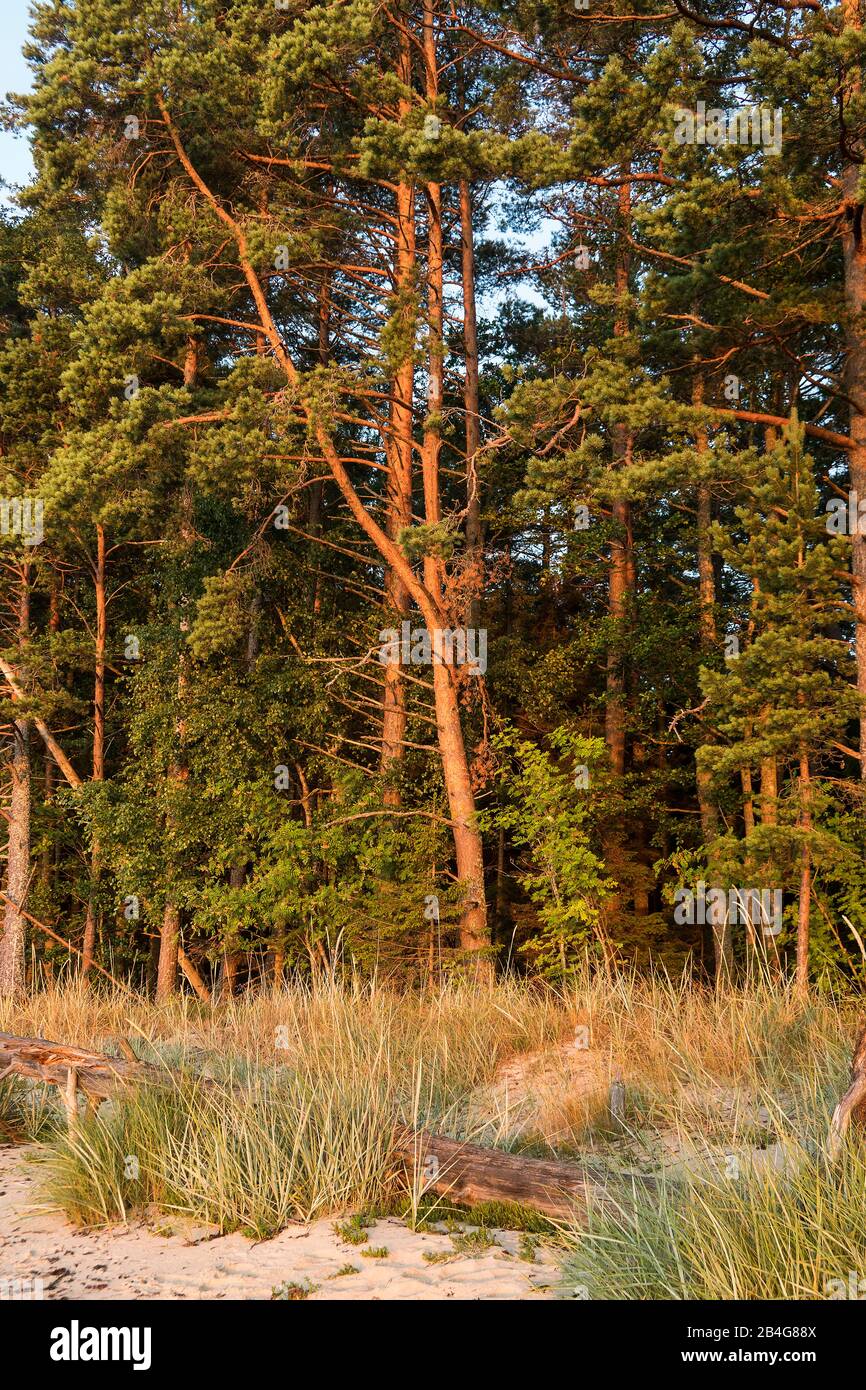 Estland, Ostseeinsel Hiiumaa, Tareste, Törvanina-Naturstrand Im Morgenlicht Foto Stock