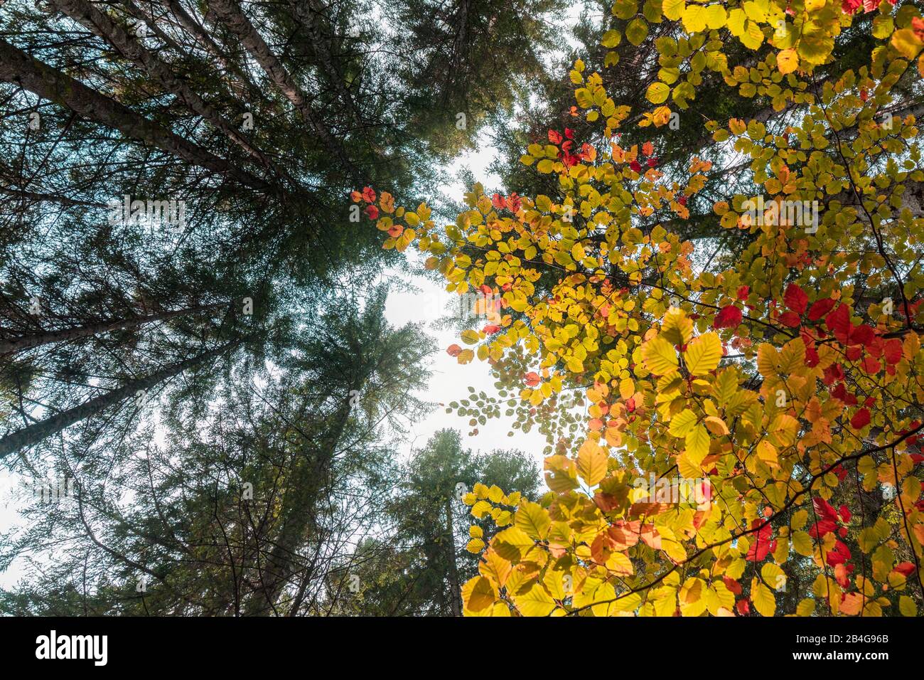 Foresta sempreverde e decidue dai colori autunnali, Riserva Naturale Controllata Somadida, auronzo di cadore, dolomiti, belluno, veneto, italia Foto Stock