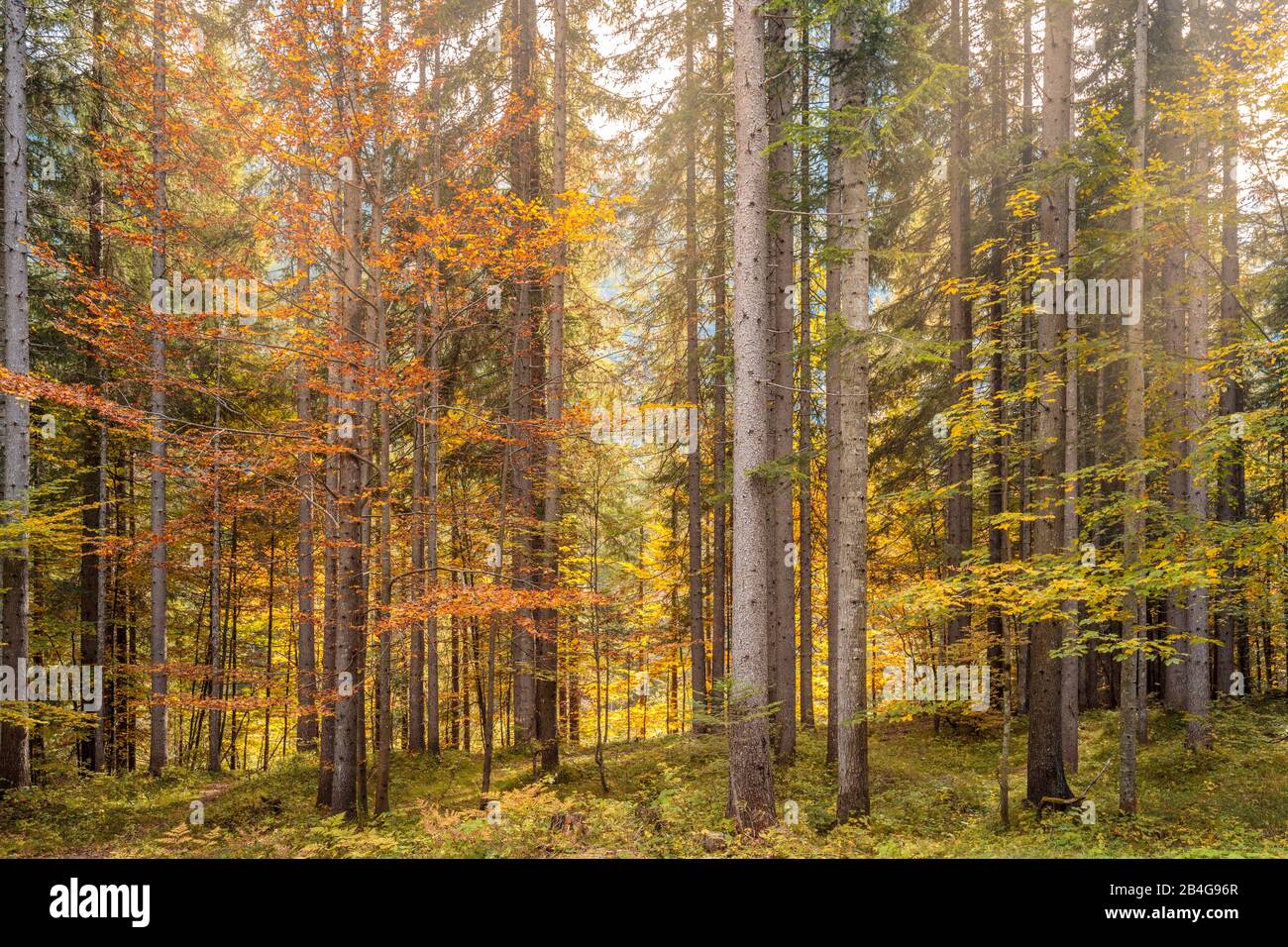 Foresta sempreverde e decidue dai colori autunnali, Riserva Naturale Controllata Somadida, auronzo di cadore, dolomiti, belluno, veneto, italia Foto Stock
