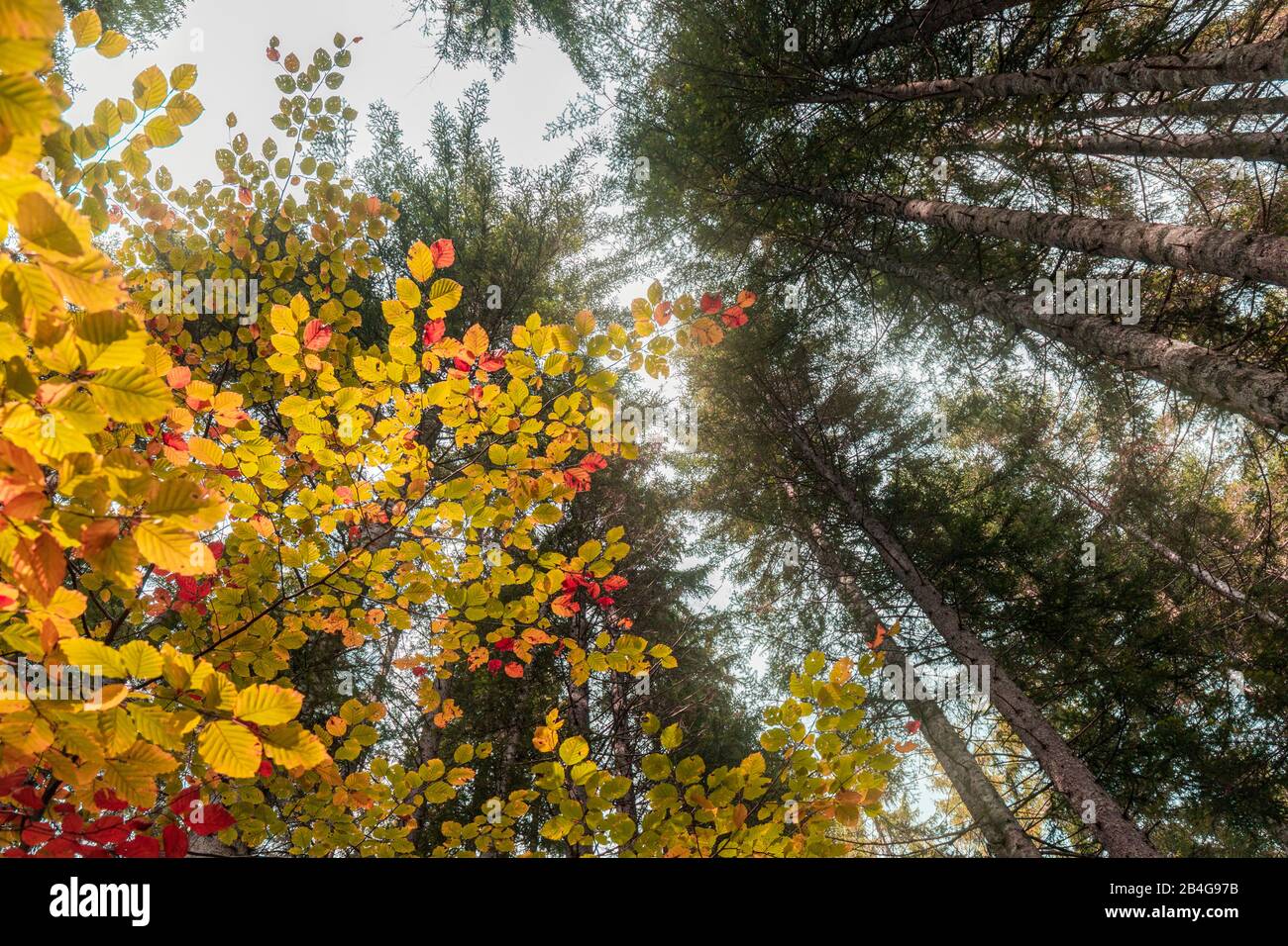 Foresta sempreverde e decidue dai colori autunnali, Riserva Naturale Controllata Somadida, auronzo di cadore, dolomiti, belluno, veneto, italia Foto Stock