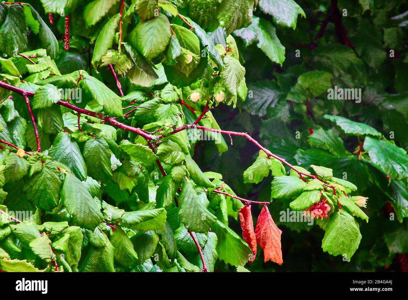 Arbusto di nocciola con frutti acerbi in formato paesaggistico, Foto Stock
