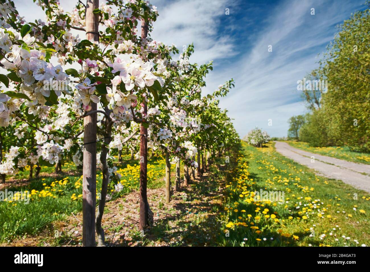 Germania, Bassa Sassonia, Altes Land, Jork, fiori di frutta, fiori di mela, fila di alberi accanto a una strada sterrata Foto Stock
