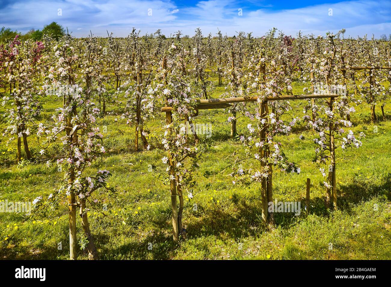 Germania, Bassa Sassonia, Altes Land, Jork, fiori di frutta, filari di alberi con alberi di mele in fiore Foto Stock