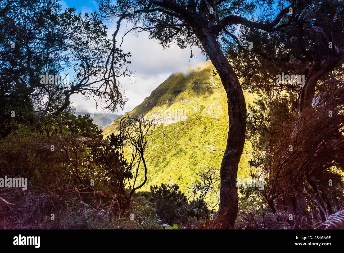 Europa, Portogallo, Madeira, altopiano di Paúl da Serra, Rabacal, valle di Ribeira da janela Foto Stock