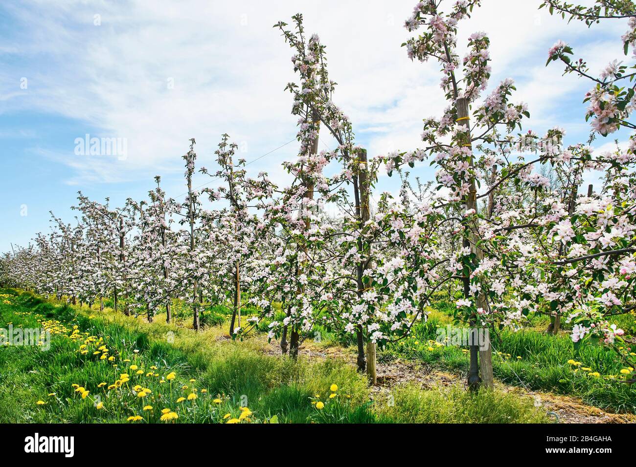 Germania, Bassa Sassonia, Altes Land, Jork, fiori di frutta, melo frutteto con file di meli fioriti Foto Stock