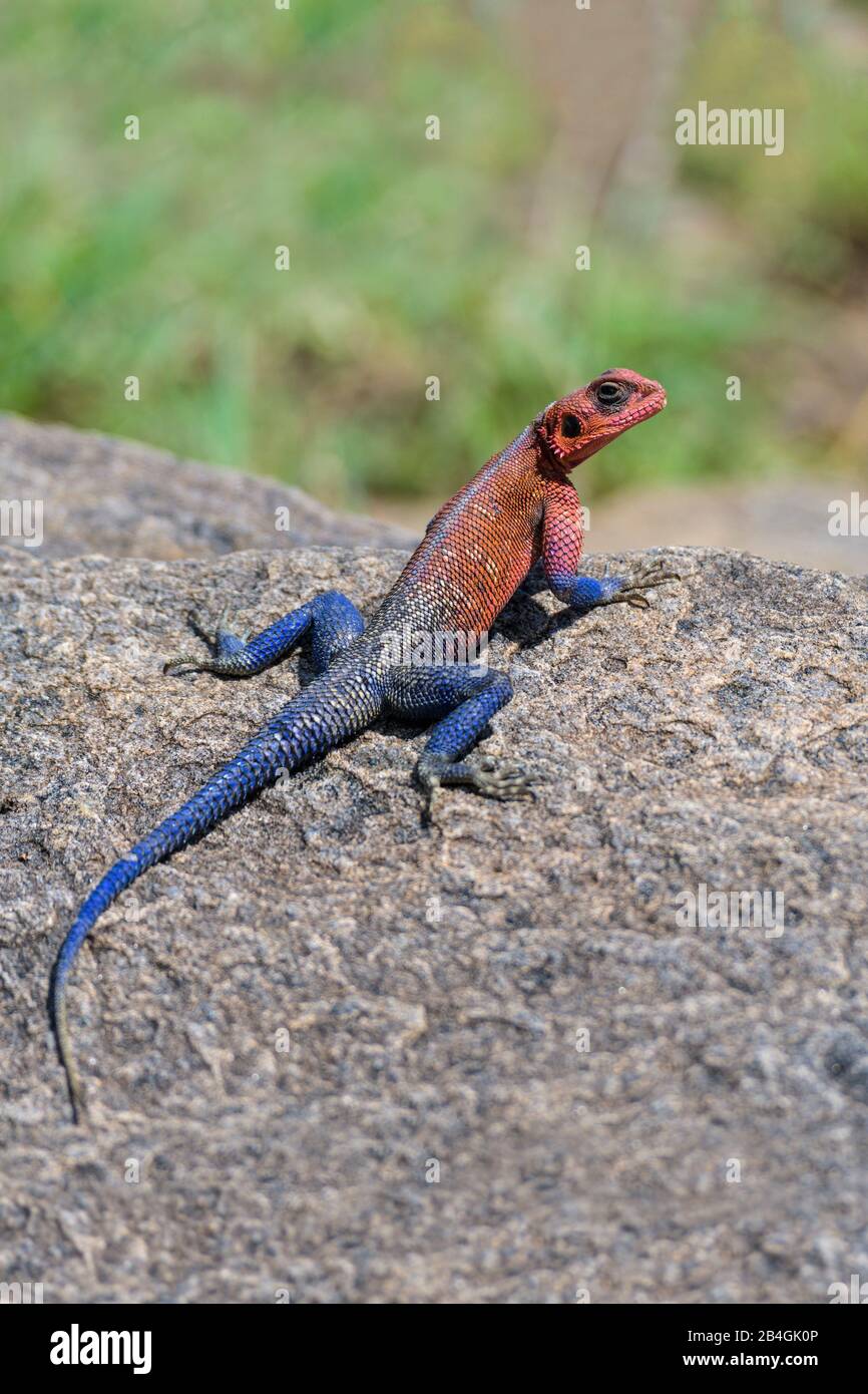 Tree Agama Lizard, Masai Mara riserva nazionale, Kenya, Africa Foto Stock