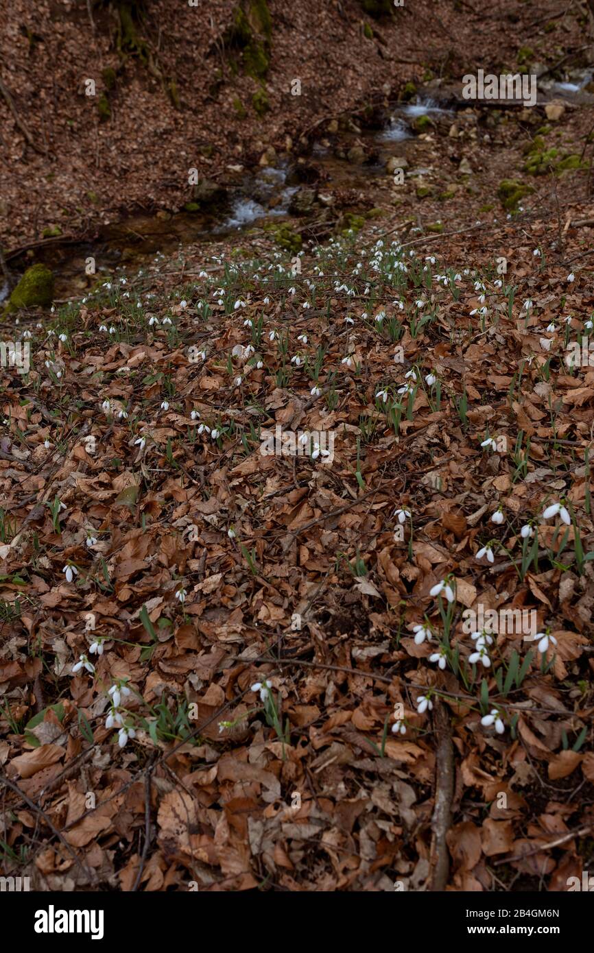 Grande Snowdrop è fiorita in primavera Foto Stock