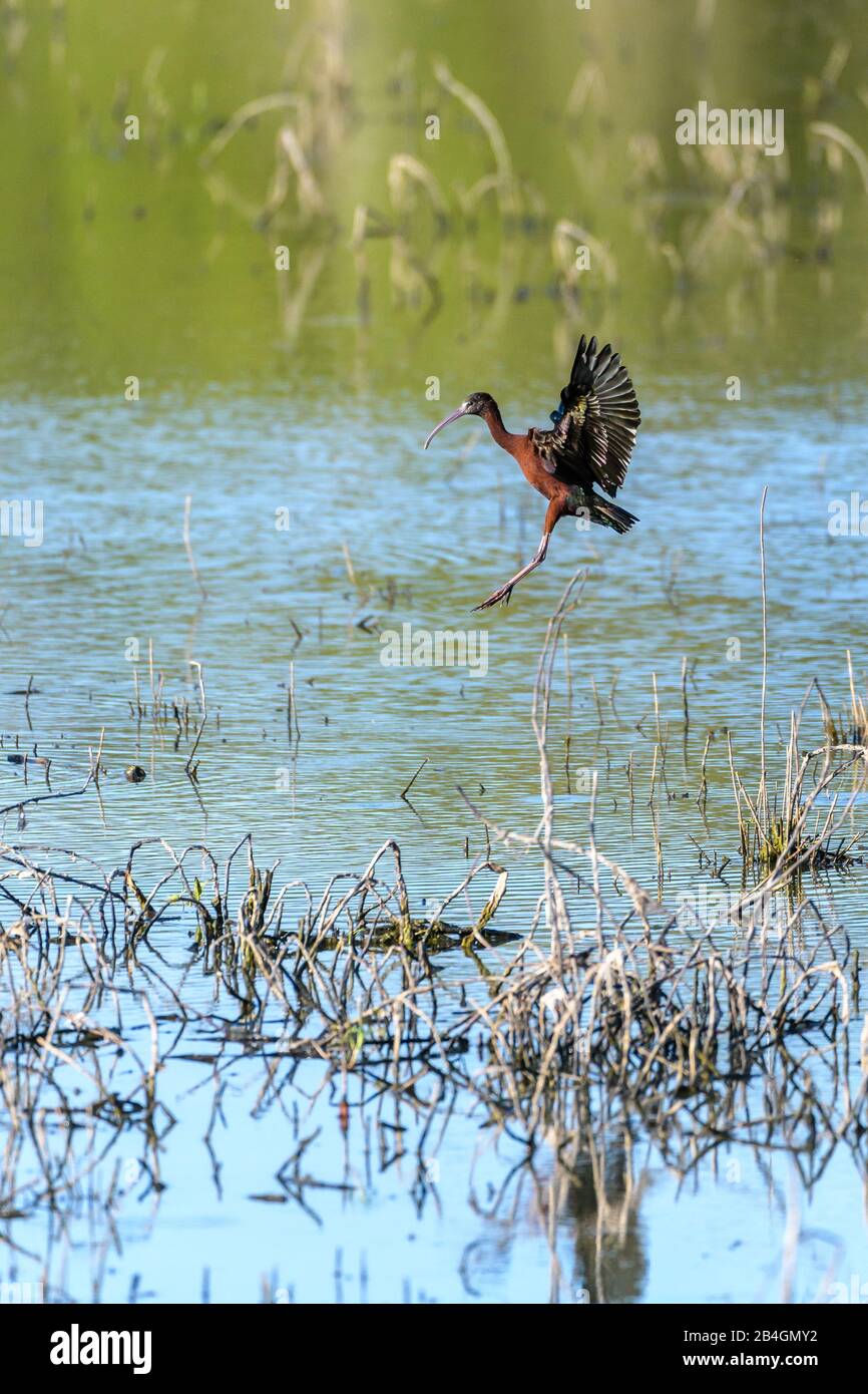 Un ibis lucido che arriva per un atterraggio su un habitat paludoso nel Queensland del Nord, Australia. Foto Stock