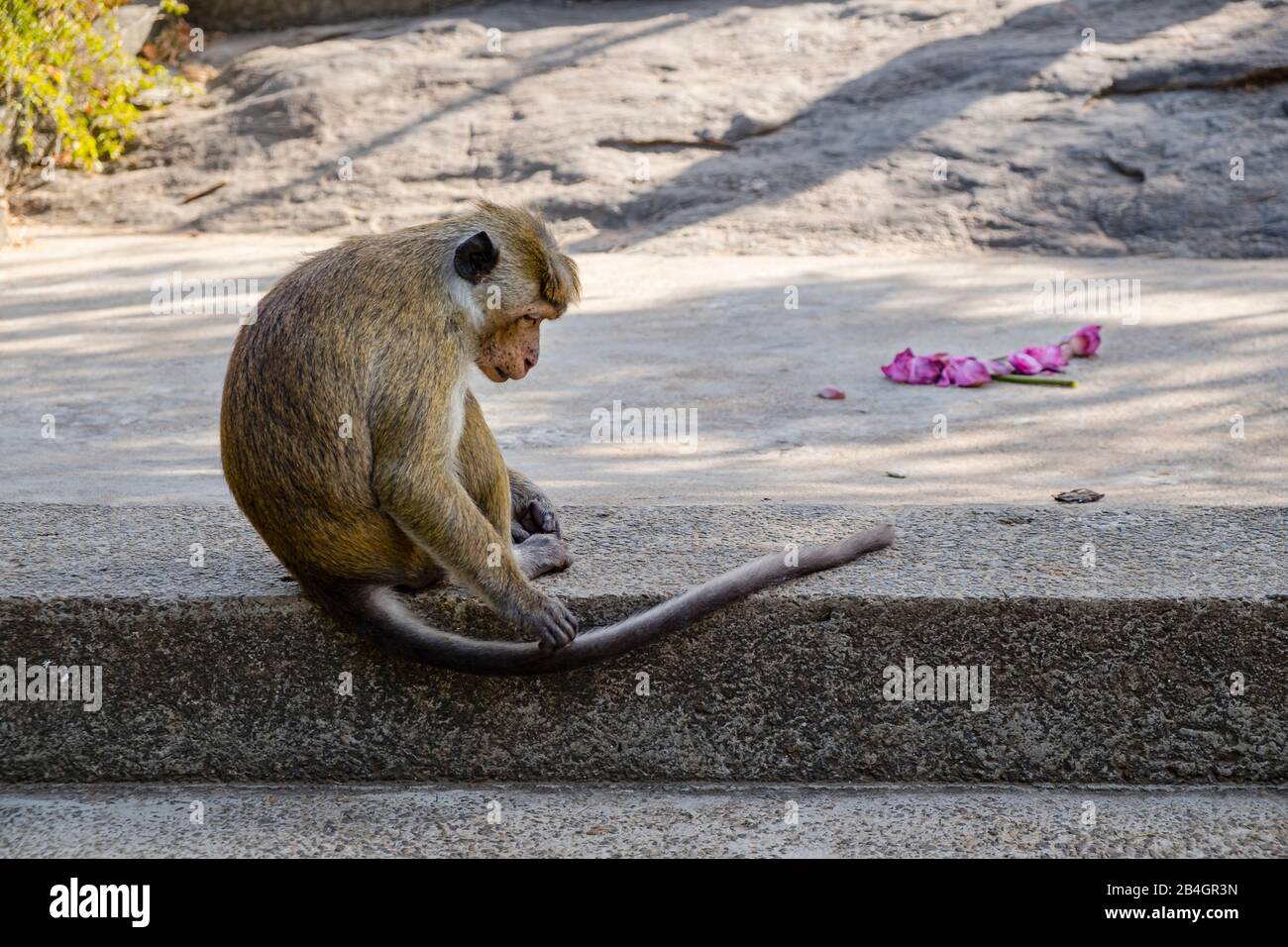 Scimmia Wild Resus seduta sul marciapiede sulla strada Foto Stock