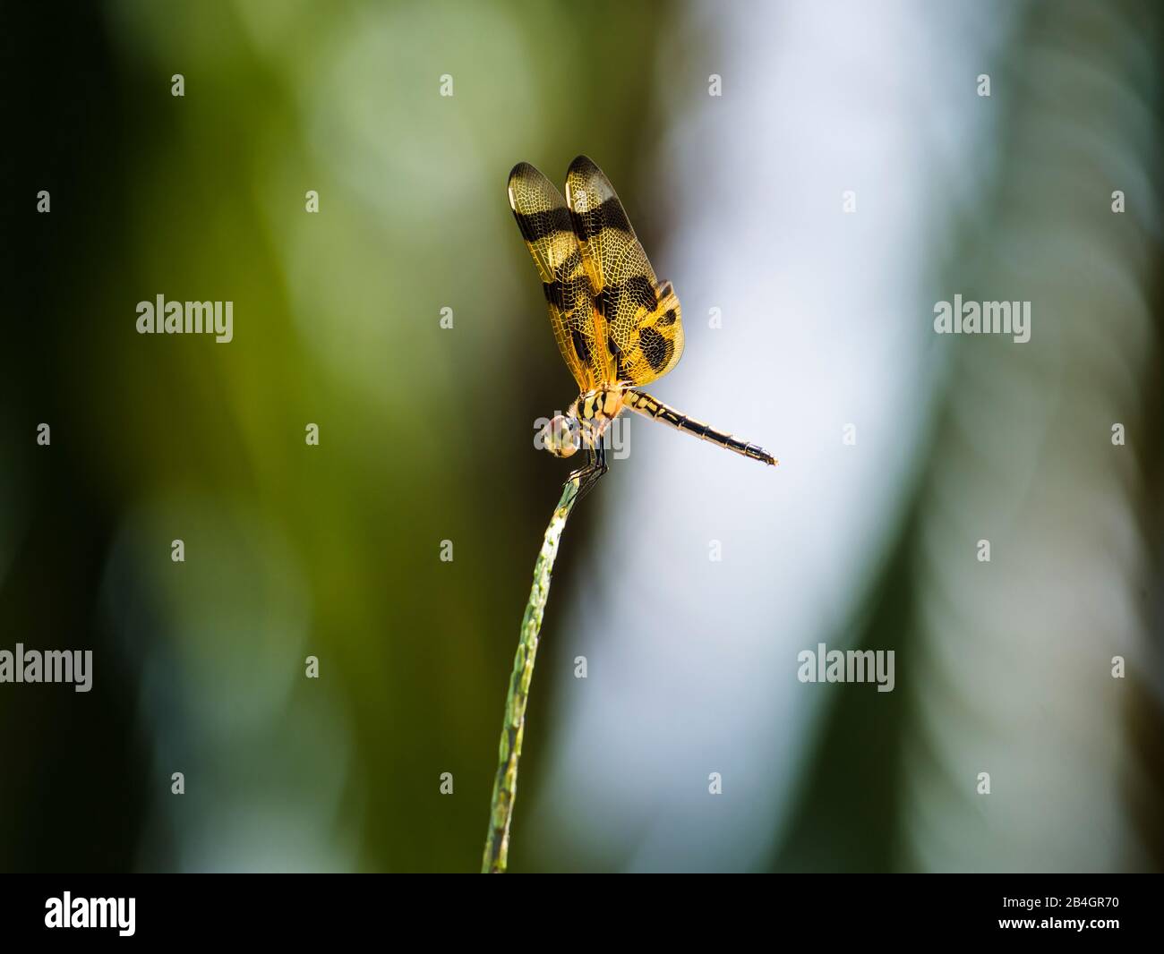 Marrone-spottet Ala gialla Dragonfly (Celithemis eponina) Foto Stock