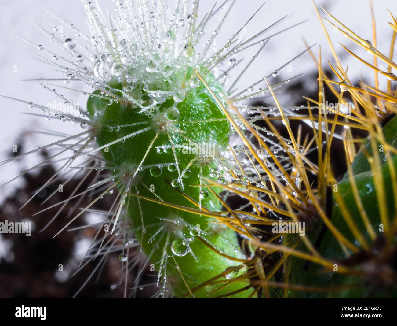 Cactus Close-up. Foto Stock