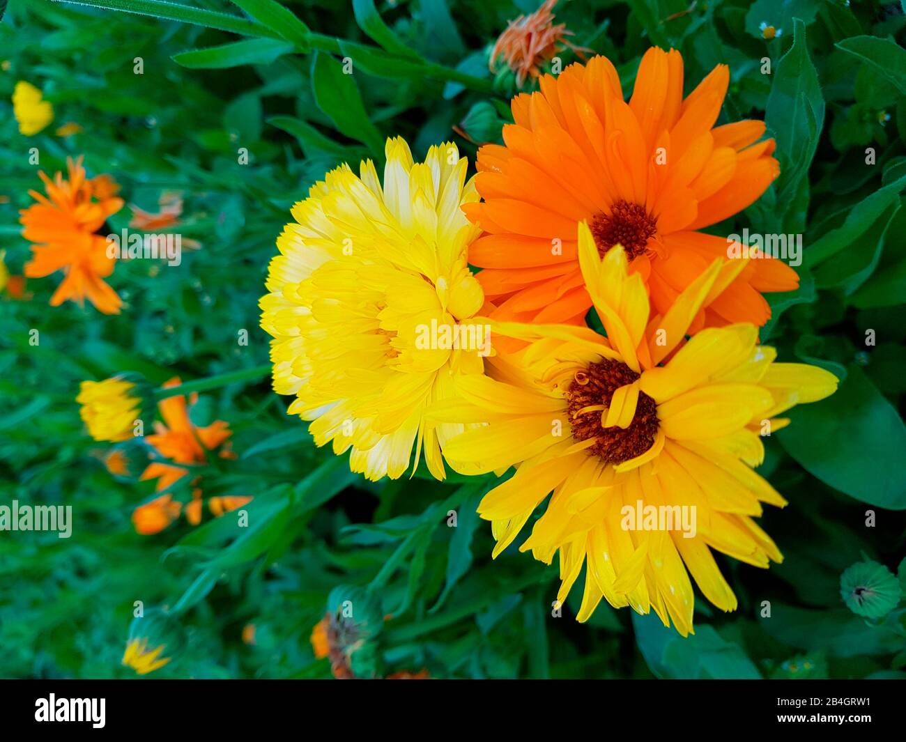 Le marigolds nel letto del giardino Foto Stock