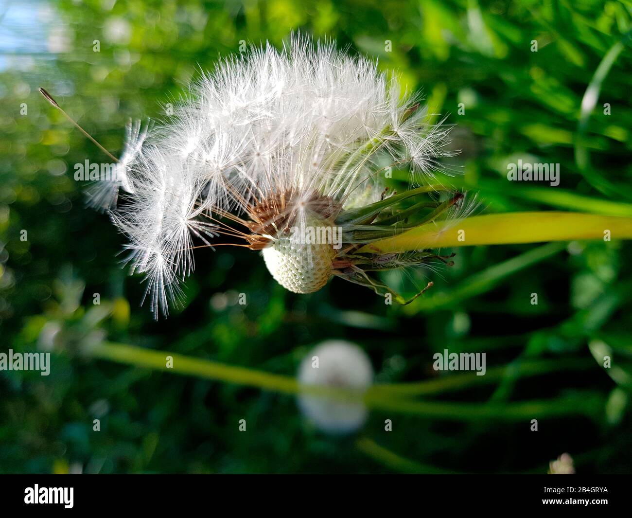 Dente di leone, coniò, vista closeup Foto Stock