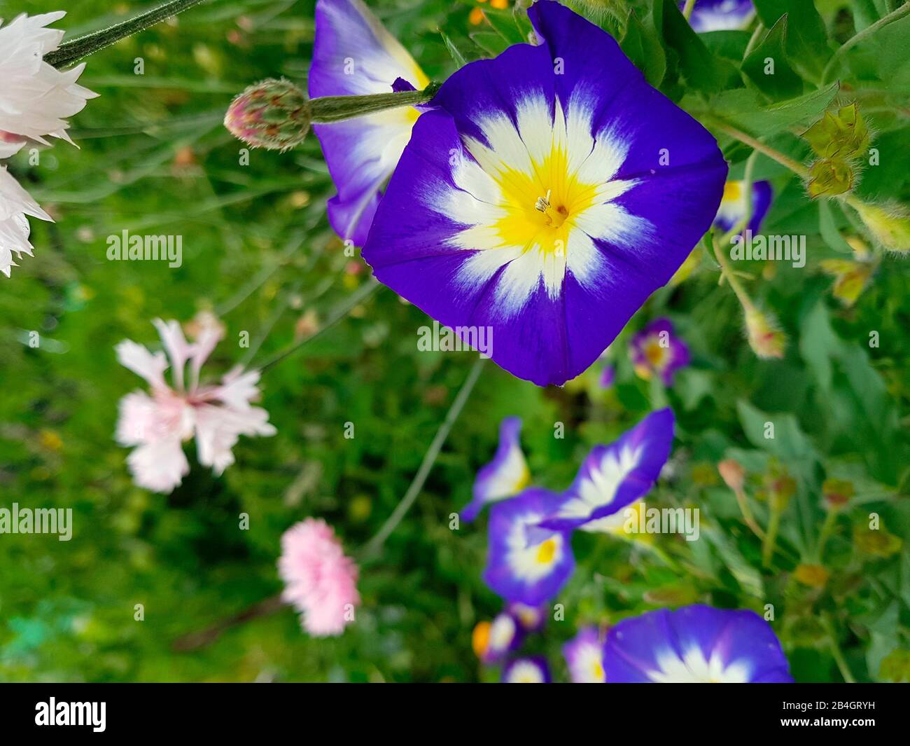 Letto da giardino con argani a tre colori Foto Stock