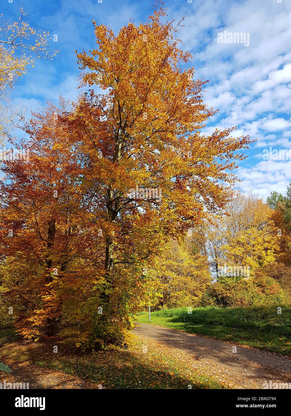 Alberi in autunno colorazione Foto Stock