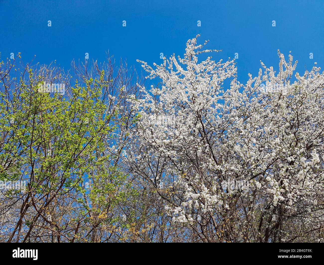 Arbusti bianchi in fiore Foto Stock