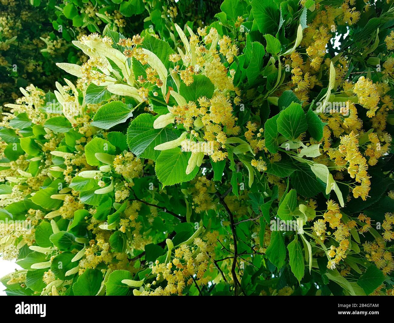 Linden in infiorescenza Foto Stock