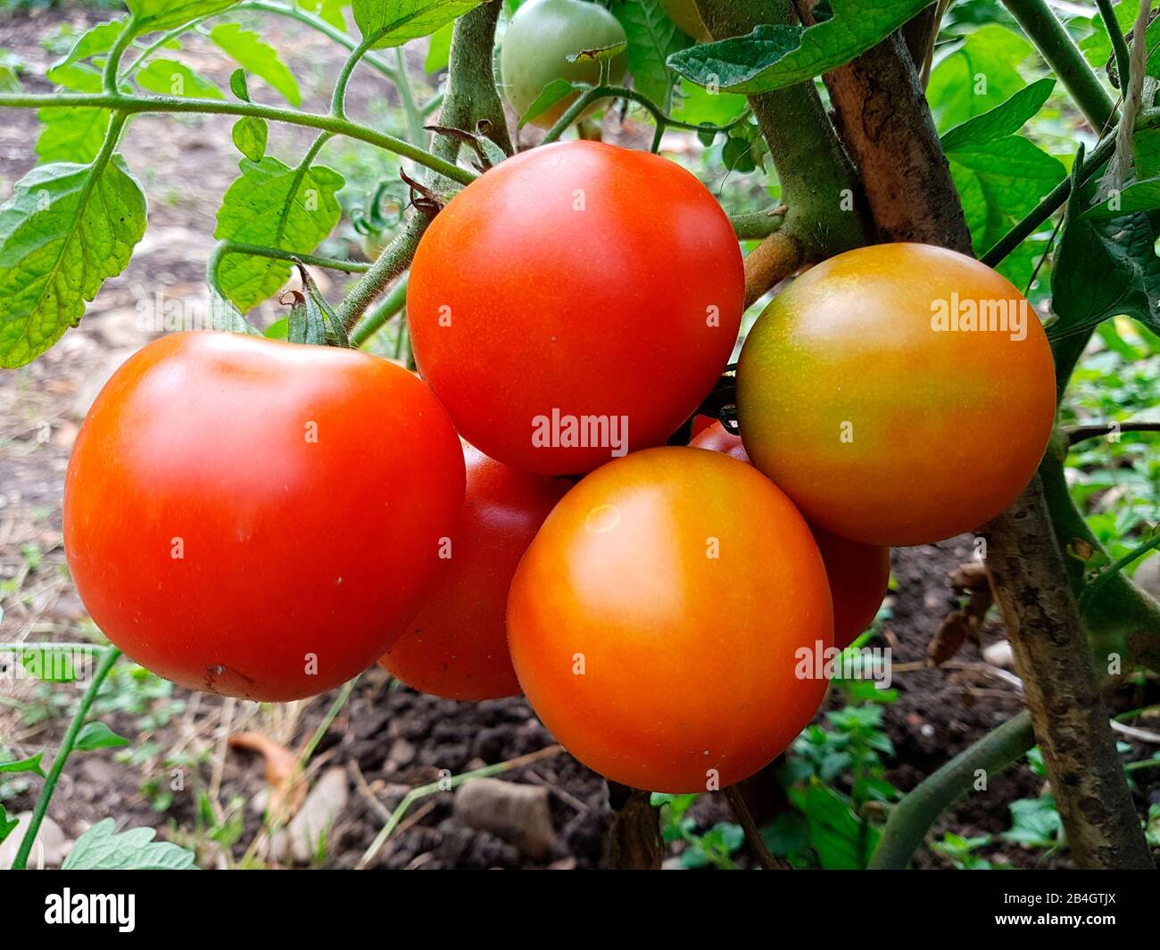 Pomodori sul cespuglio Foto Stock