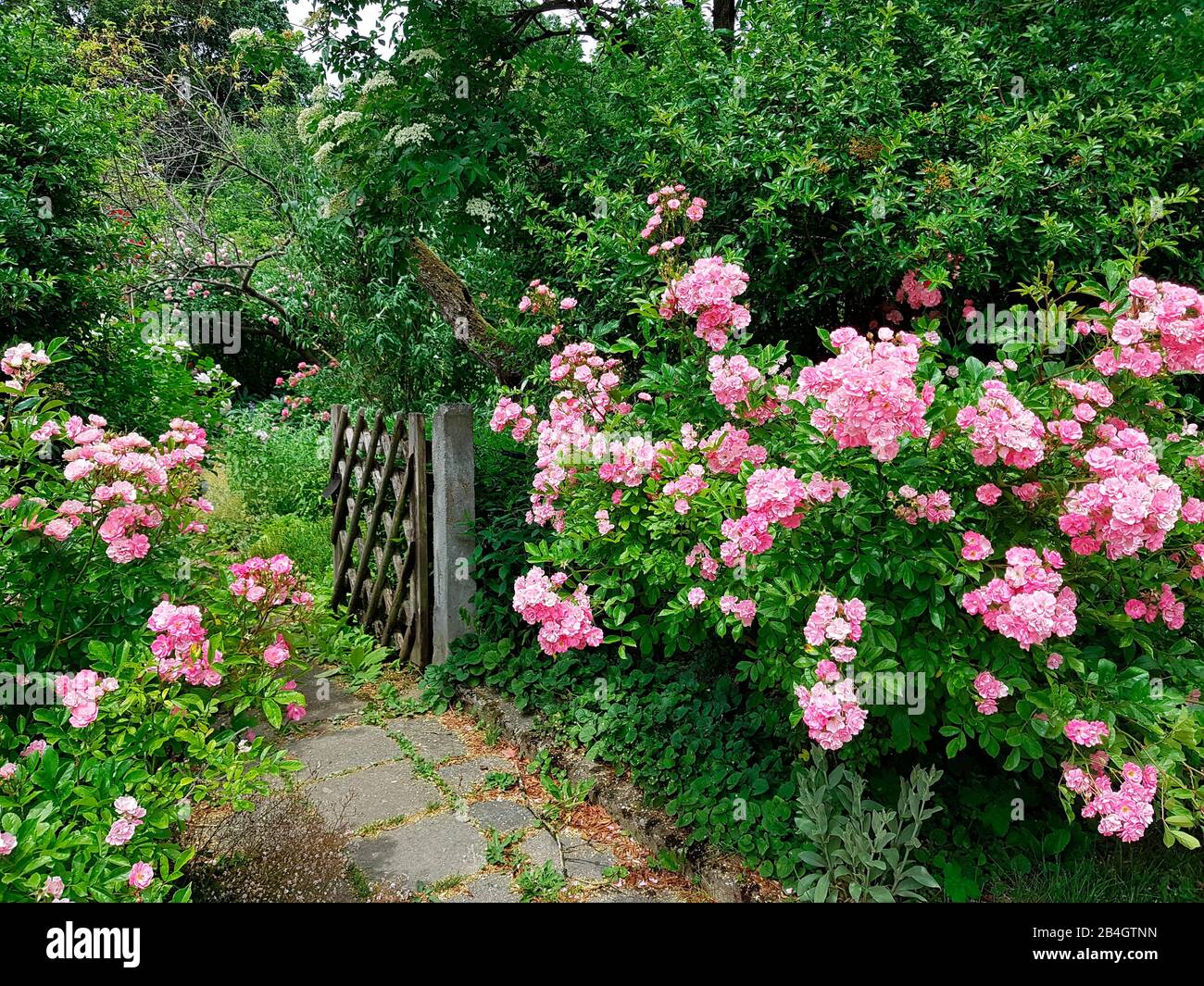 Rosa siepe all'ingresso del giardino Foto Stock