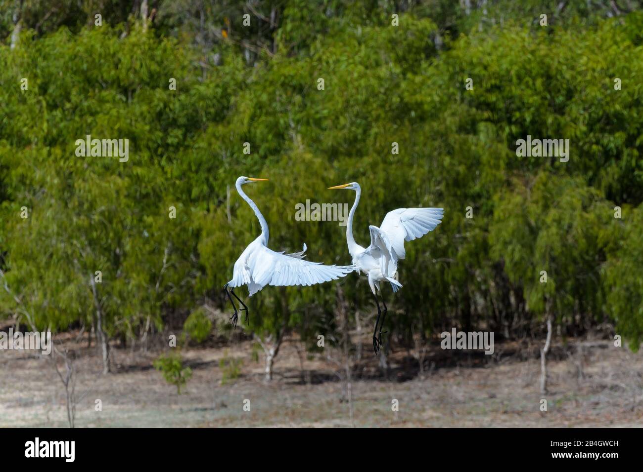 Due grandi garzette in un'esposizione gousting sopra il dominio ed alimentare il territorio su una laguna d'acqua dolce nel Queensland del Nord, Australia. Foto Stock