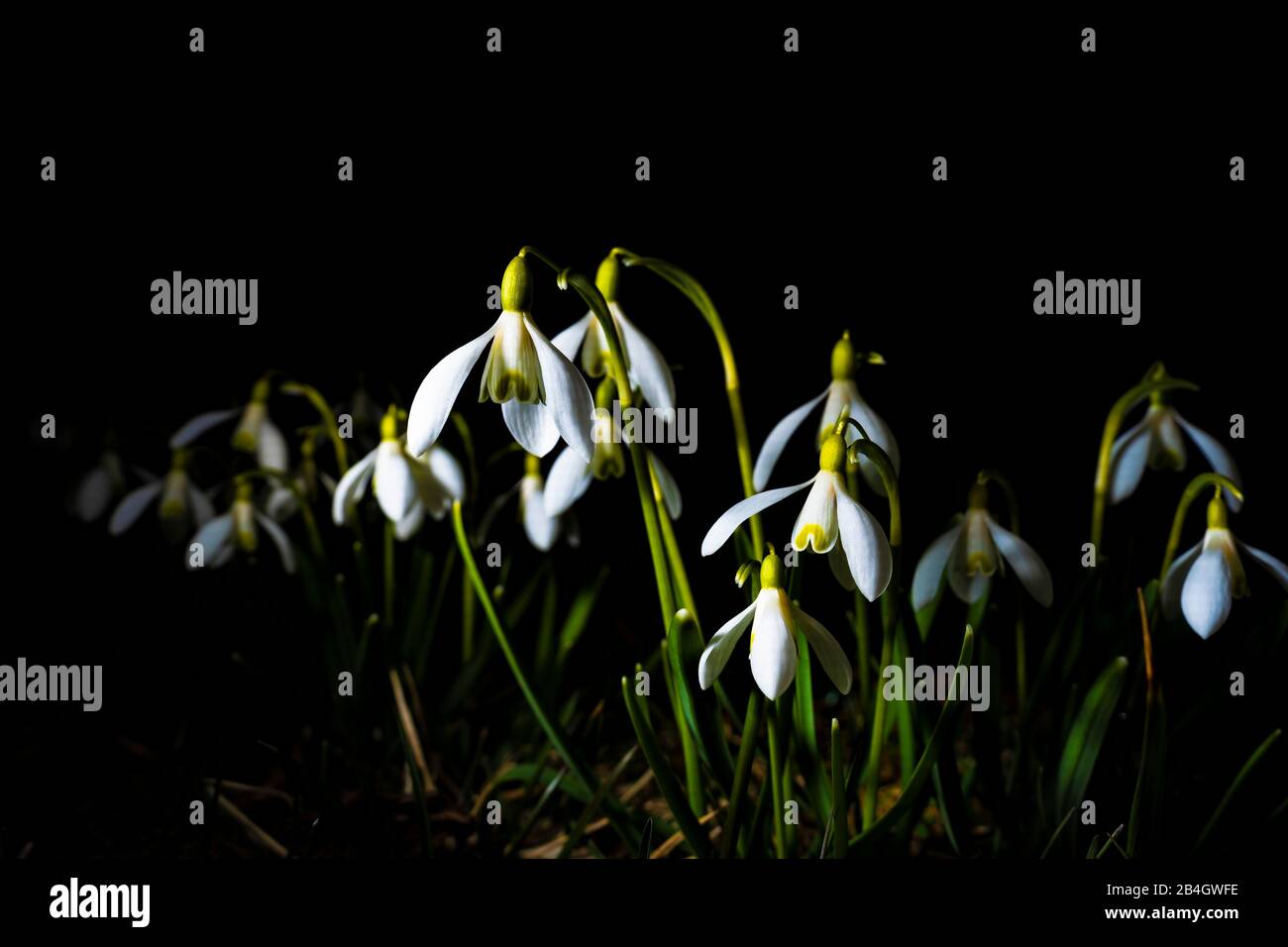Snowdrop, Galanthus, Tasto Basso Foto Stock